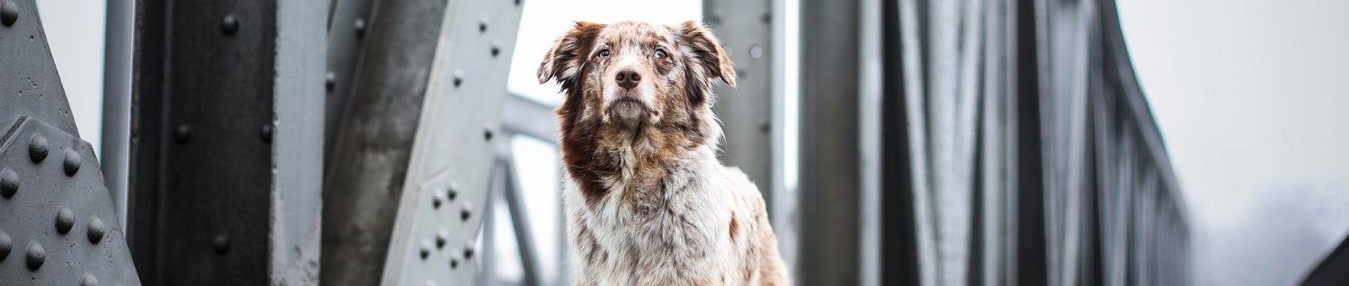 Hundeschule Ostfriesland e.V.